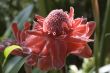 Exotic flower