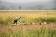 Working in the rice field