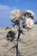 Nice Thistle