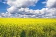 Rape Field