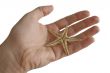 Seastar in a Hand