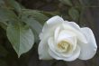 White Rose