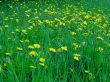 Dandelion field