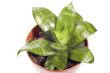 indoor plants