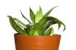 window plants