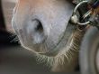 equine mug, horse head