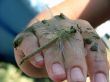 dragonfly on palm