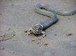 snake swallows victim