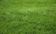 Green grass