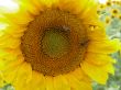 Two bees on big yellow sunflower