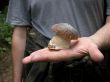 Big mushroom in hand