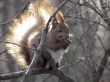 Big red squirrel on tree