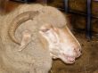 sheep,