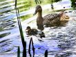 mallard anas platyrhynchos