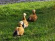 mallard