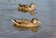 mallard anas platyrhynchos