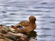mallard