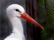 storks