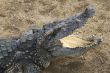 Crocodile