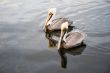 Two pelicans II