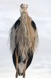 Bad hair day
