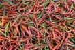 Red hot chili pepper I