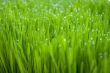 Dew on grass