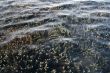 Corals under water