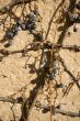 Old vine