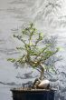 Bonsai tree