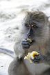 Portrait of a monkey