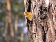 Butterflies on wood