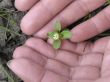 Flower in hands