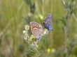 Two butterflies on flower