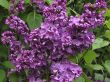 Lilac flowers