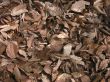 Brown leaves