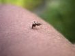 Mosquito on my hand. Part 3.