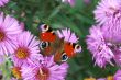 Flower with butterfly