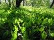Lily of the valley