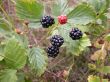 Blackberry bush with berries