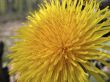 Flower of dandelion