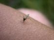 Mosquito on my hand. Part 2.