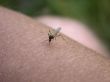 Mosquito on my hand. Part 1.