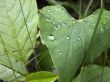 Green grass leaves