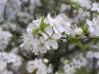 Cherry flowers