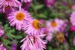 Flower and bee