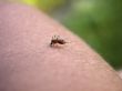 Mosquito on my hand. Part 4.
