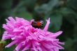 Flower with butterfly