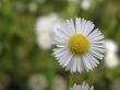 Flower of camomile at summer day