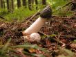 Big pretty mushroom in forest